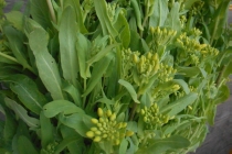 伝統野菜の菜の花 <br/>Brassica Greens Blossoms