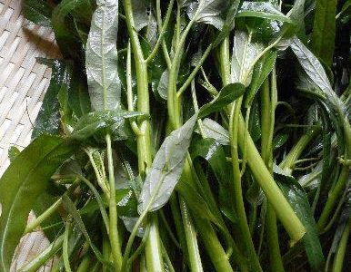 空心菜, Chinese Water Spinach (Kangkong)