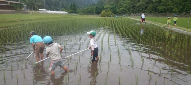 田んぼオーナープログラム:草取り第一回目が終了しました。 田んぼオーナープログラム:草取り第一回目が終了しました。