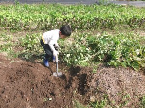 Digging Sweet Potatoes
