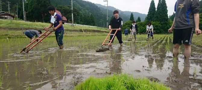 学生さんや留学生さんたちに田んぼ訪問いただき、草取り体験いただきました。 学生さんや留学生さんたちに田んぼ訪問いただき、草取り体験いただきました。