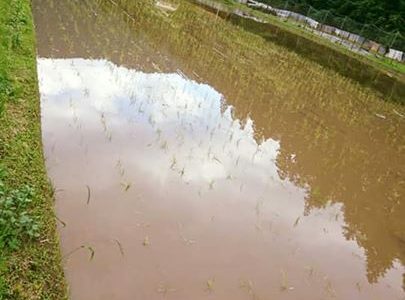 先週から今週にかけて田植え週間です。 先週から今週にかけて田植え週間です。