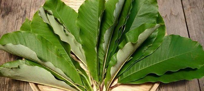 ホオノキの葉っぱ大量にあります! ホオノキの葉っぱ大量にあります!